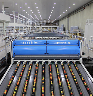 Apple sorting system in operation