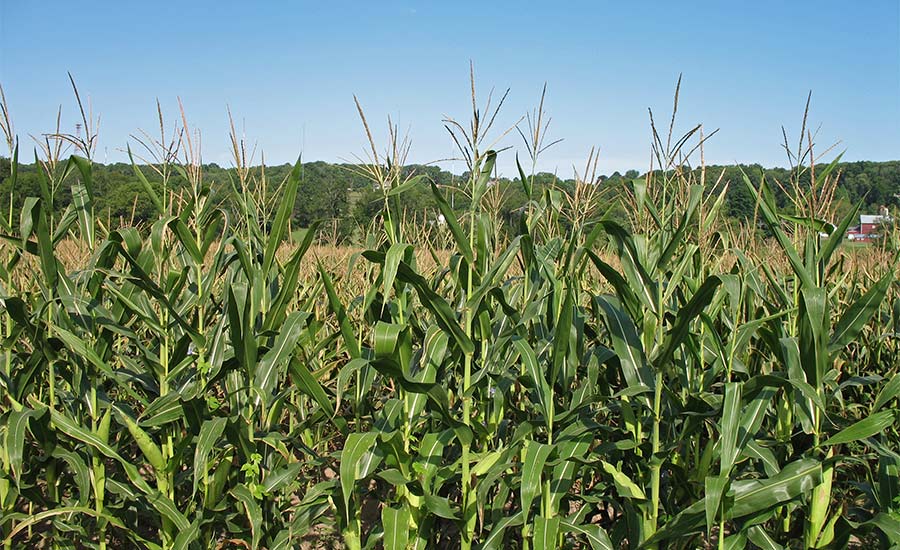 How high can corn and commodity prices go?
