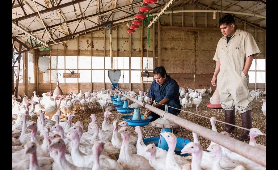 Honeysuckle White turkey farm