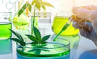 Cannabis Leaves and Science Lab Cannabis Leaves and Science Lab